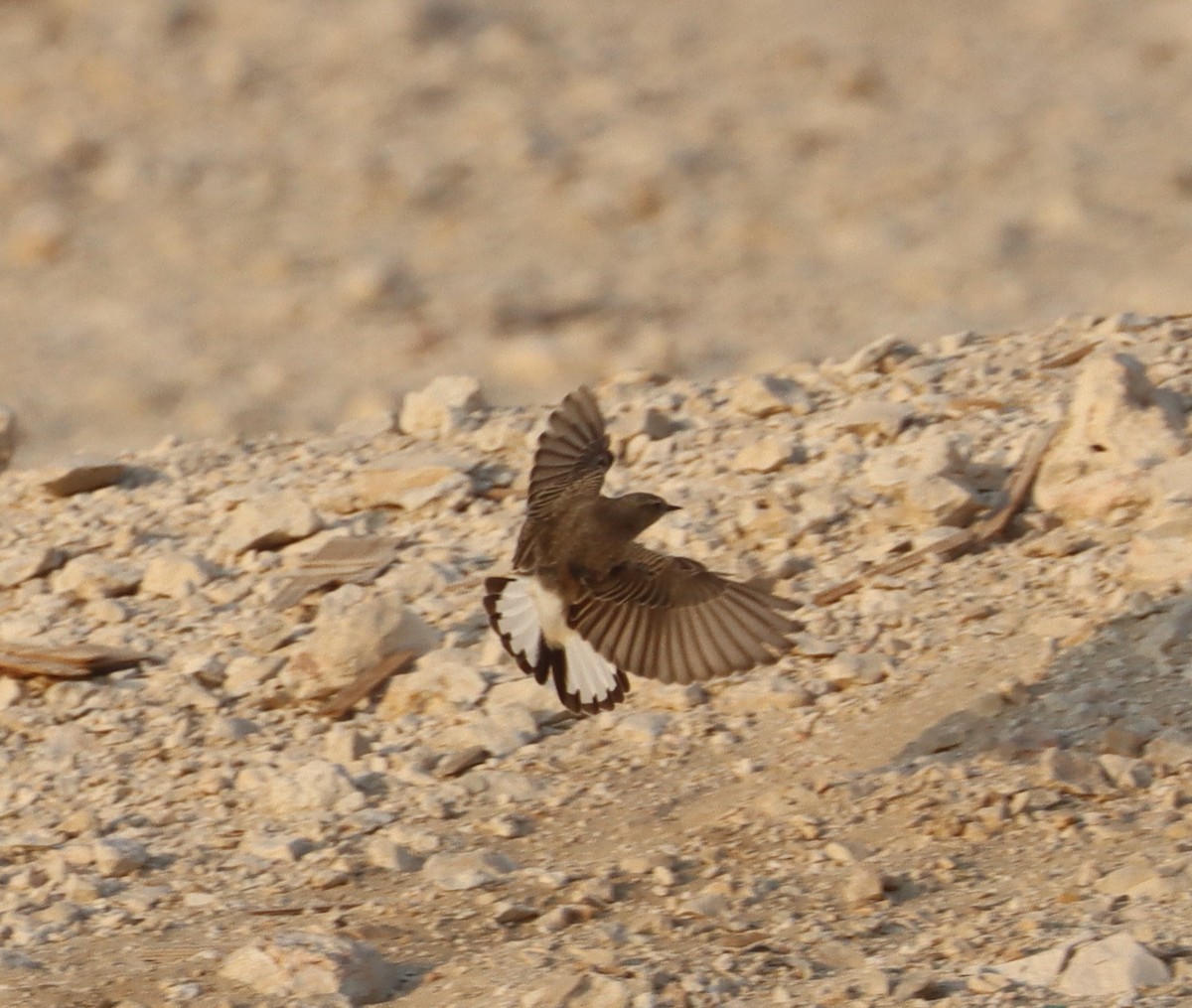 Pied Wheatear - ML643078384
