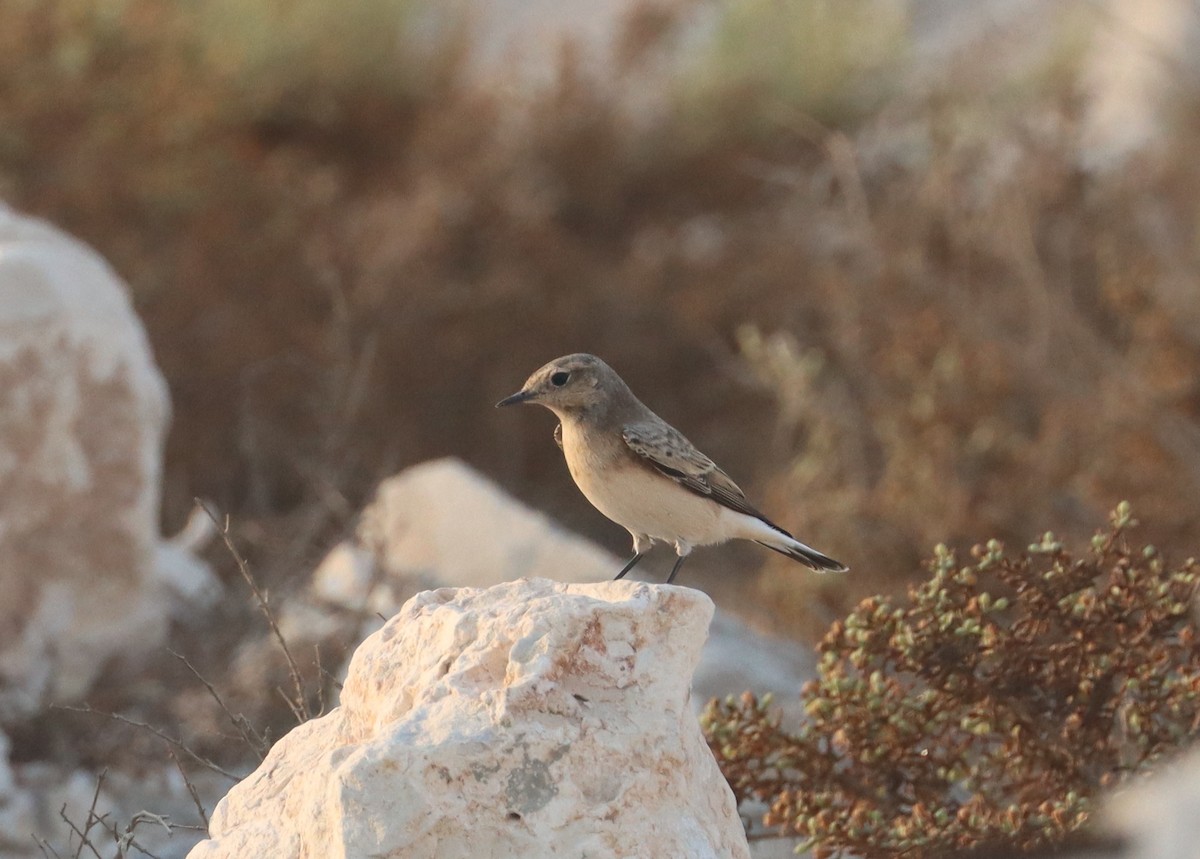 Pied Wheatear - ML643078385