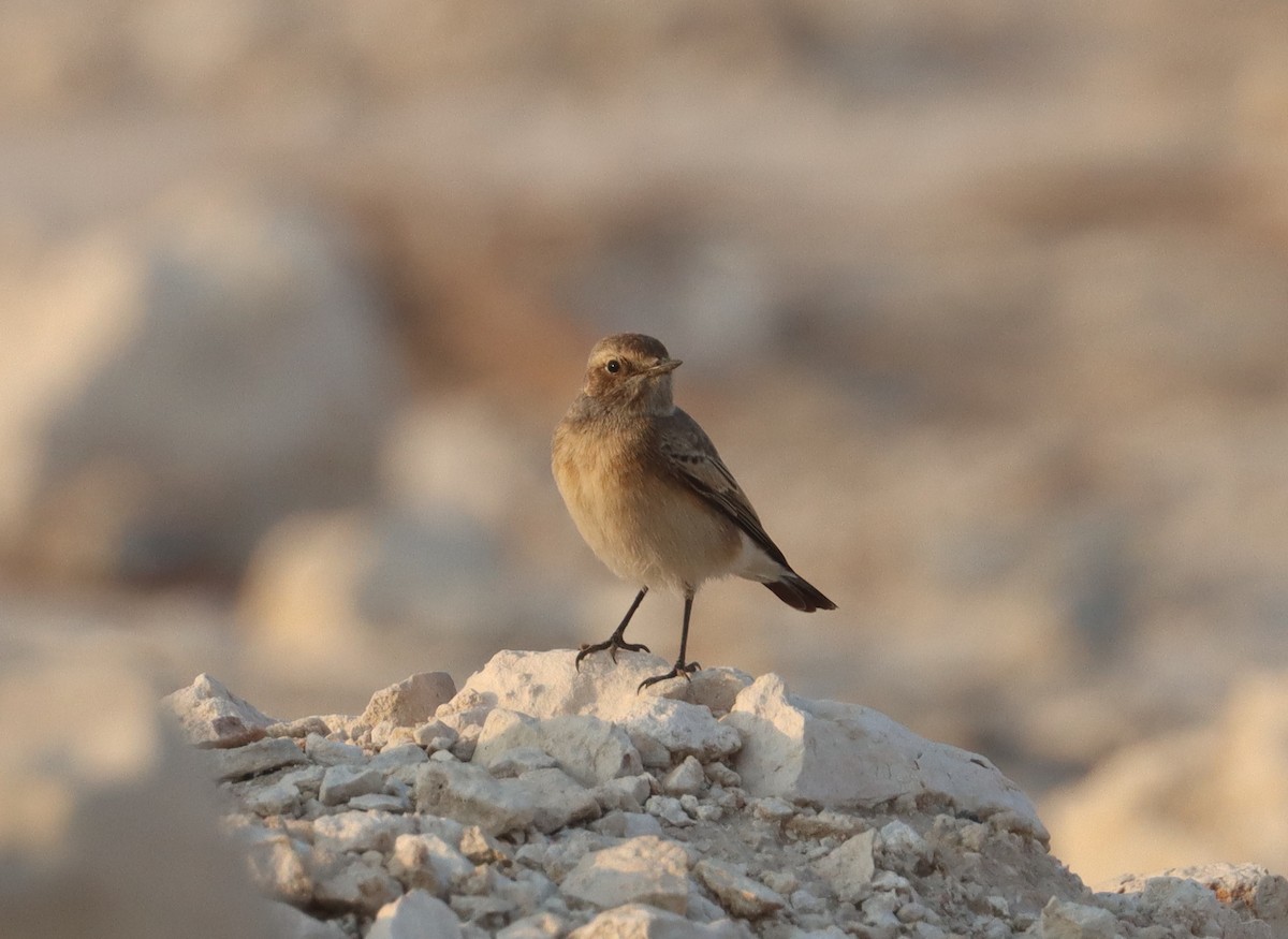 Pied Wheatear - ML643078386