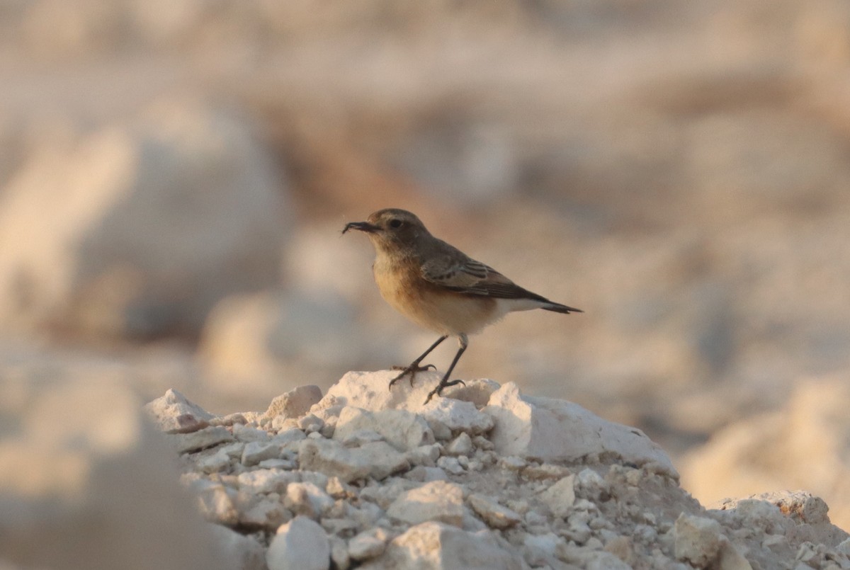 Pied Wheatear - ML643078387
