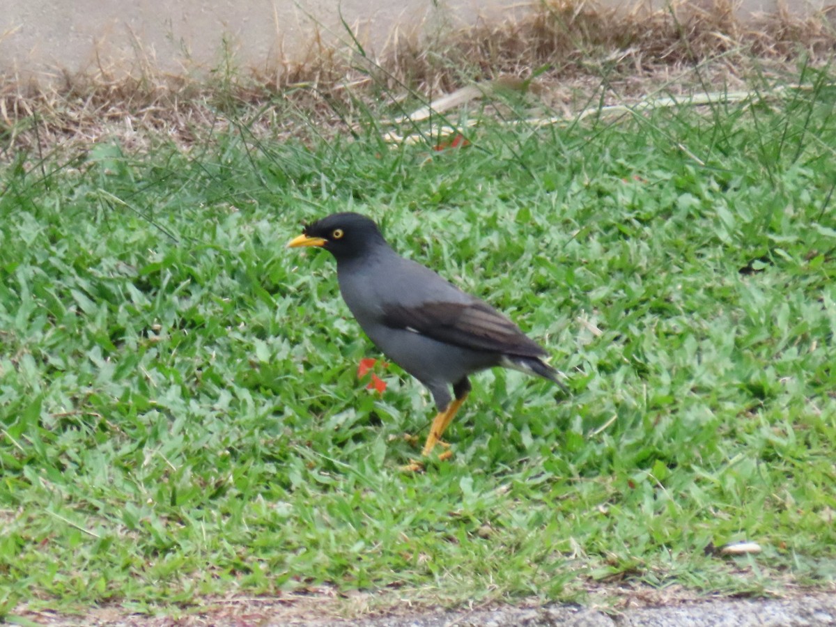 Javan Myna - ML643078392