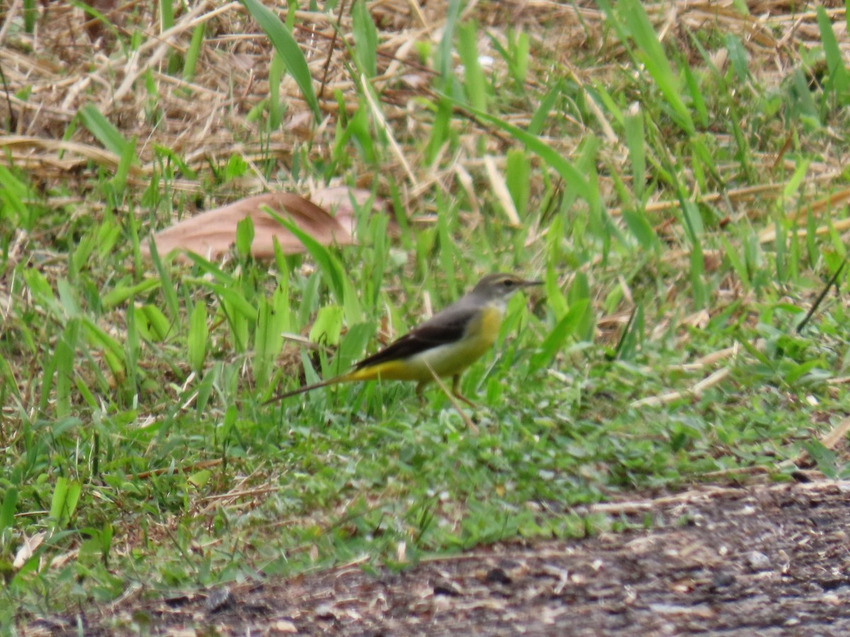 konipas horský - ML643078395