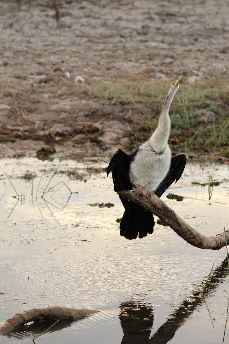 Australasian Darter - ML643078397
