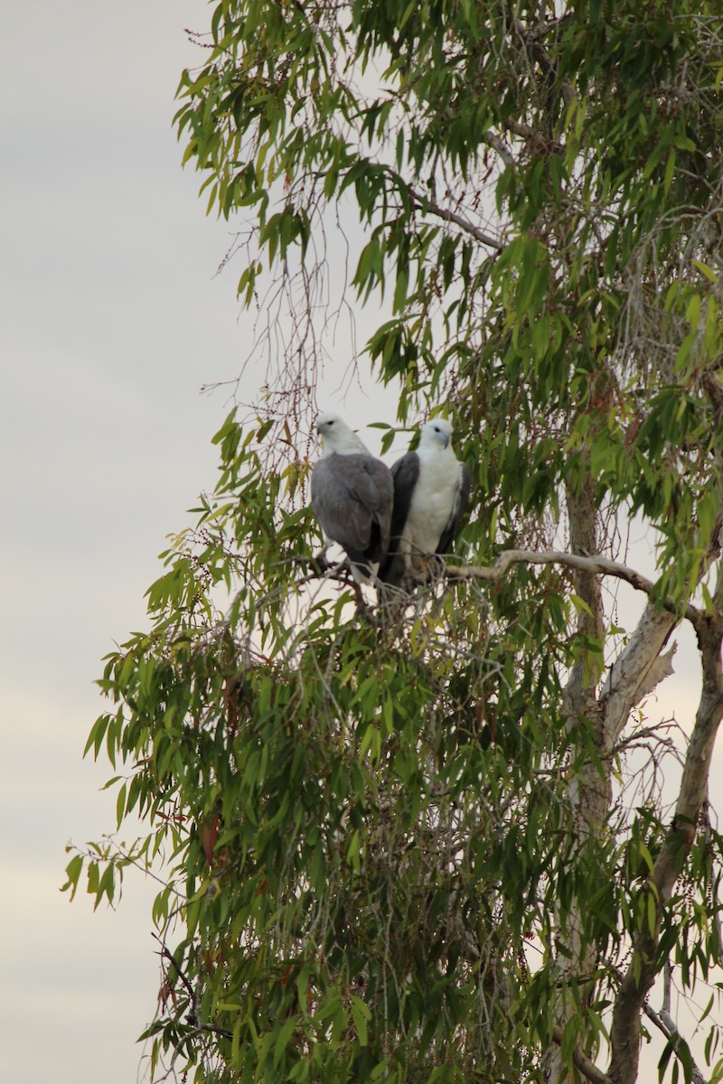 White-bellied Sea-Eagle - ML643078408