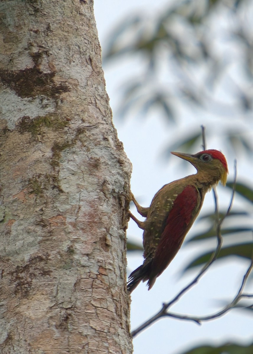 Crimson-winged Woodpecker - ML643078410