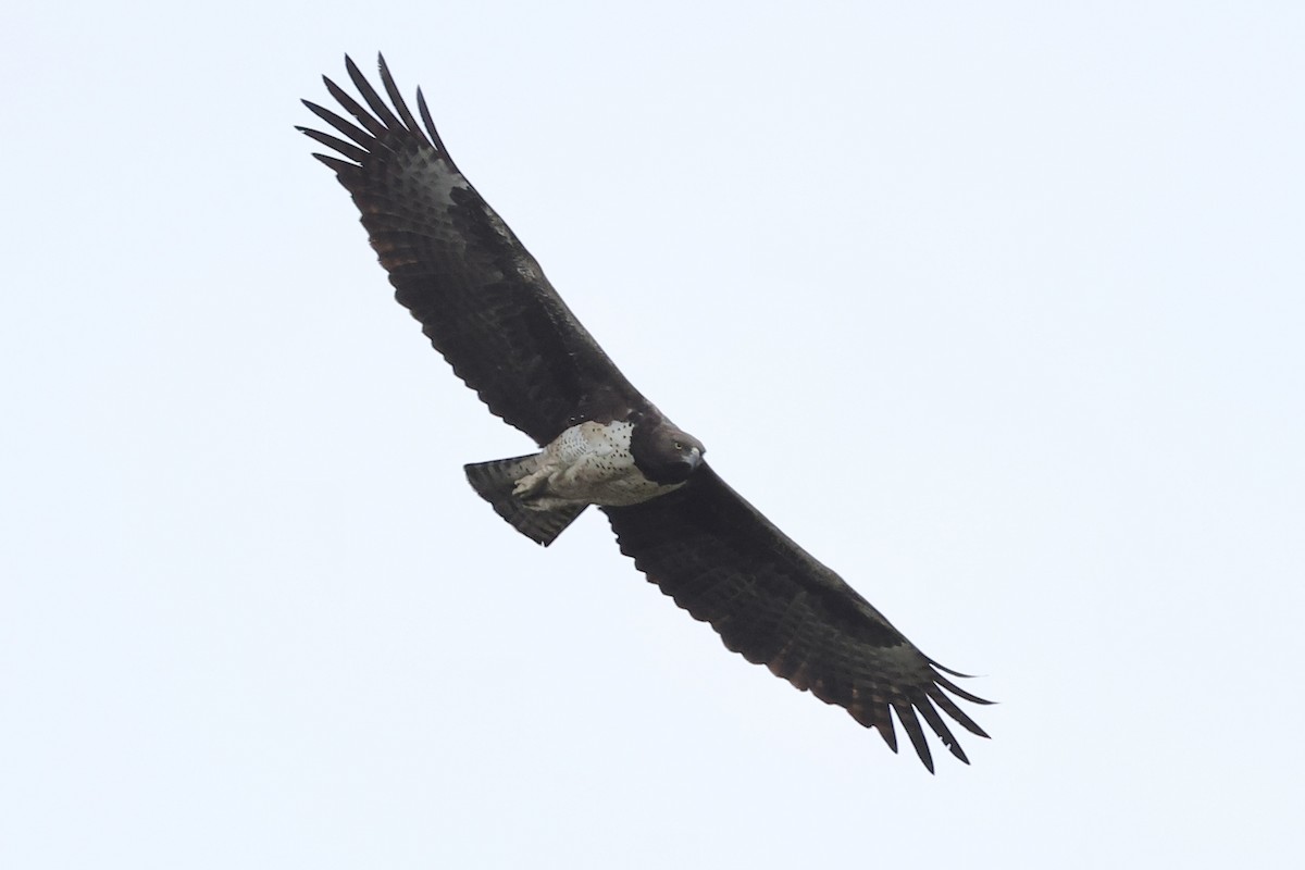 Martial Eagle - ML643078419