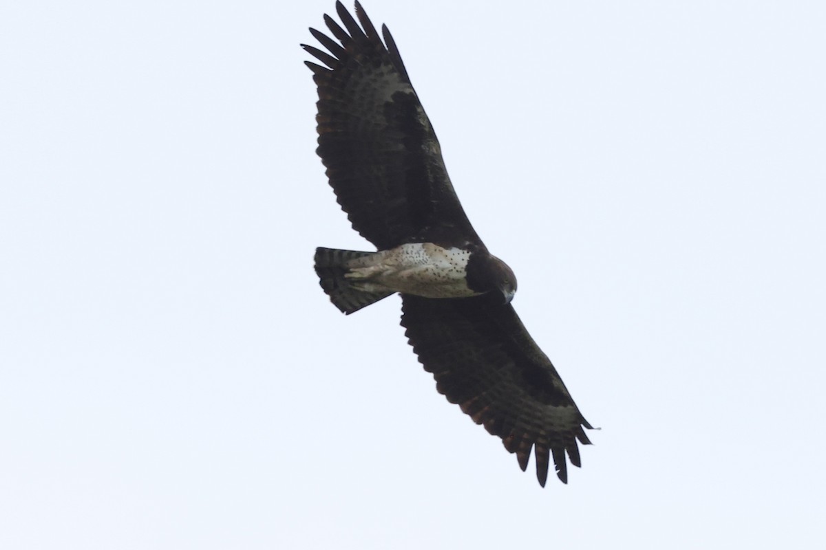 Martial Eagle - ML643078420