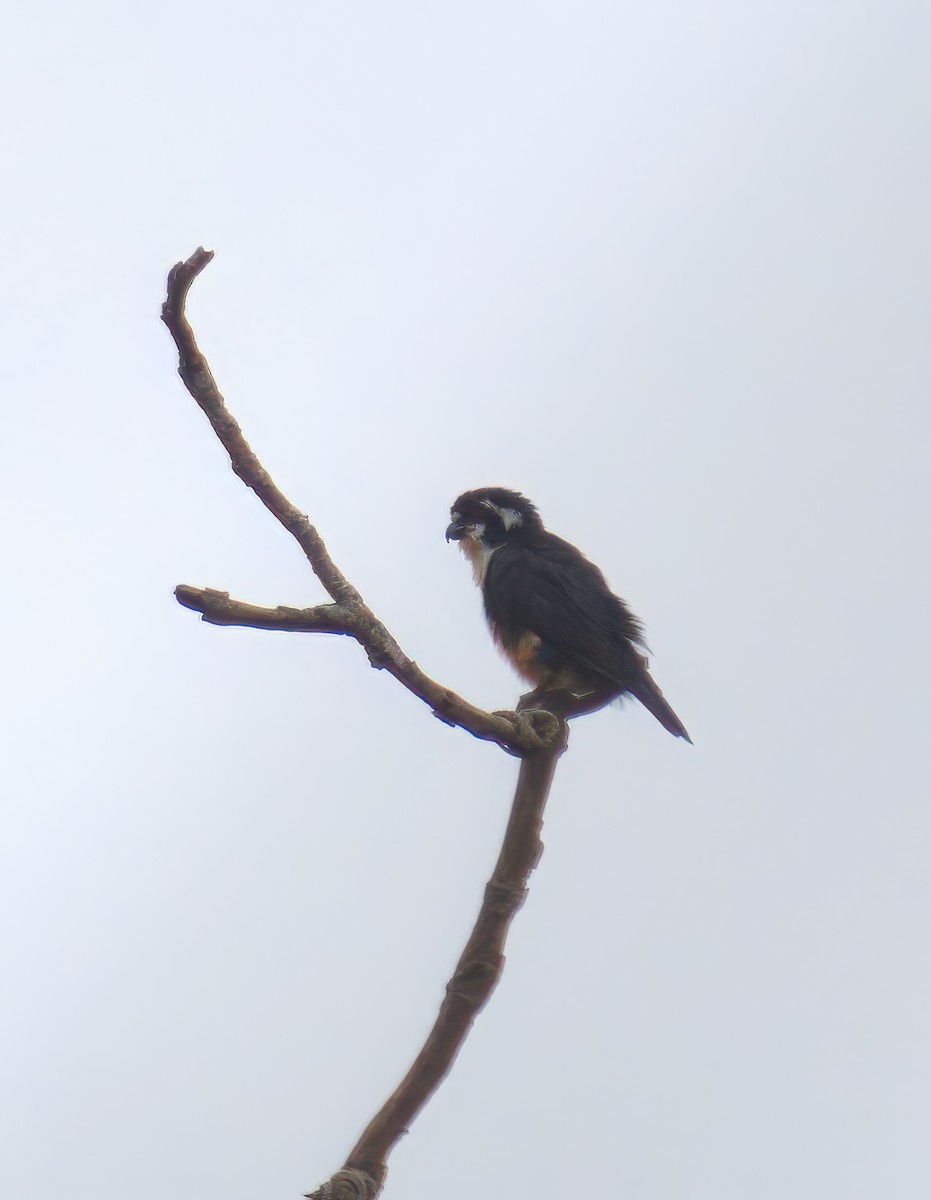 Black-thighed Falconet - ML643078421
