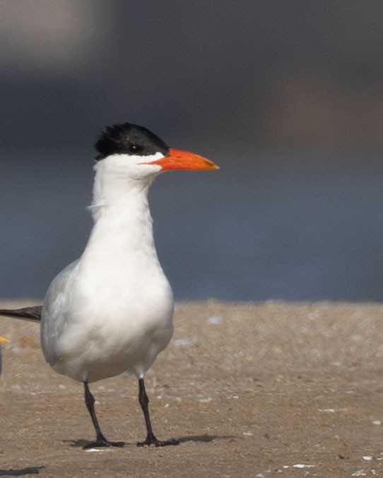 Caspian Tern - ML643078426