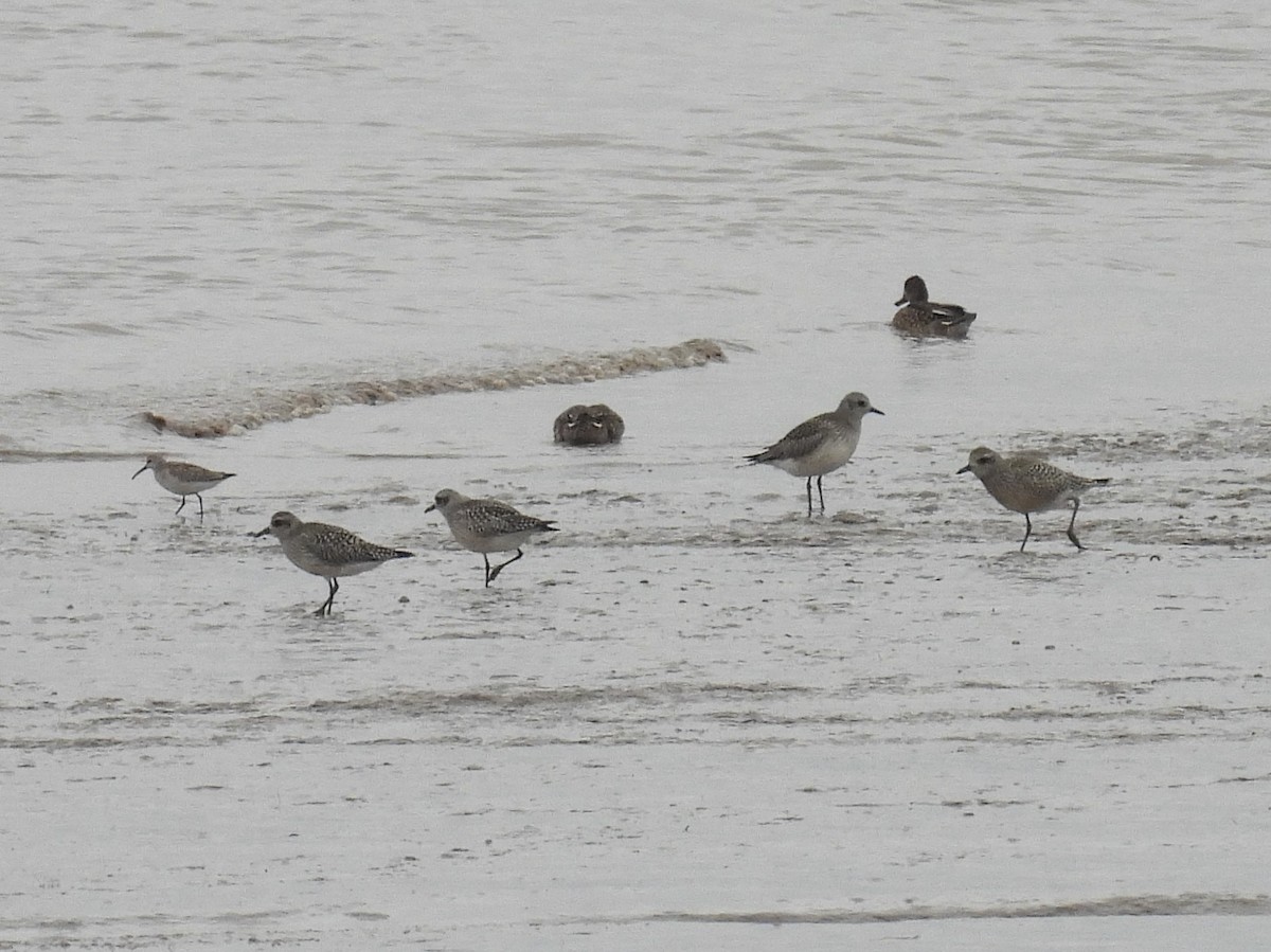 Black-bellied Plover - ML643078427