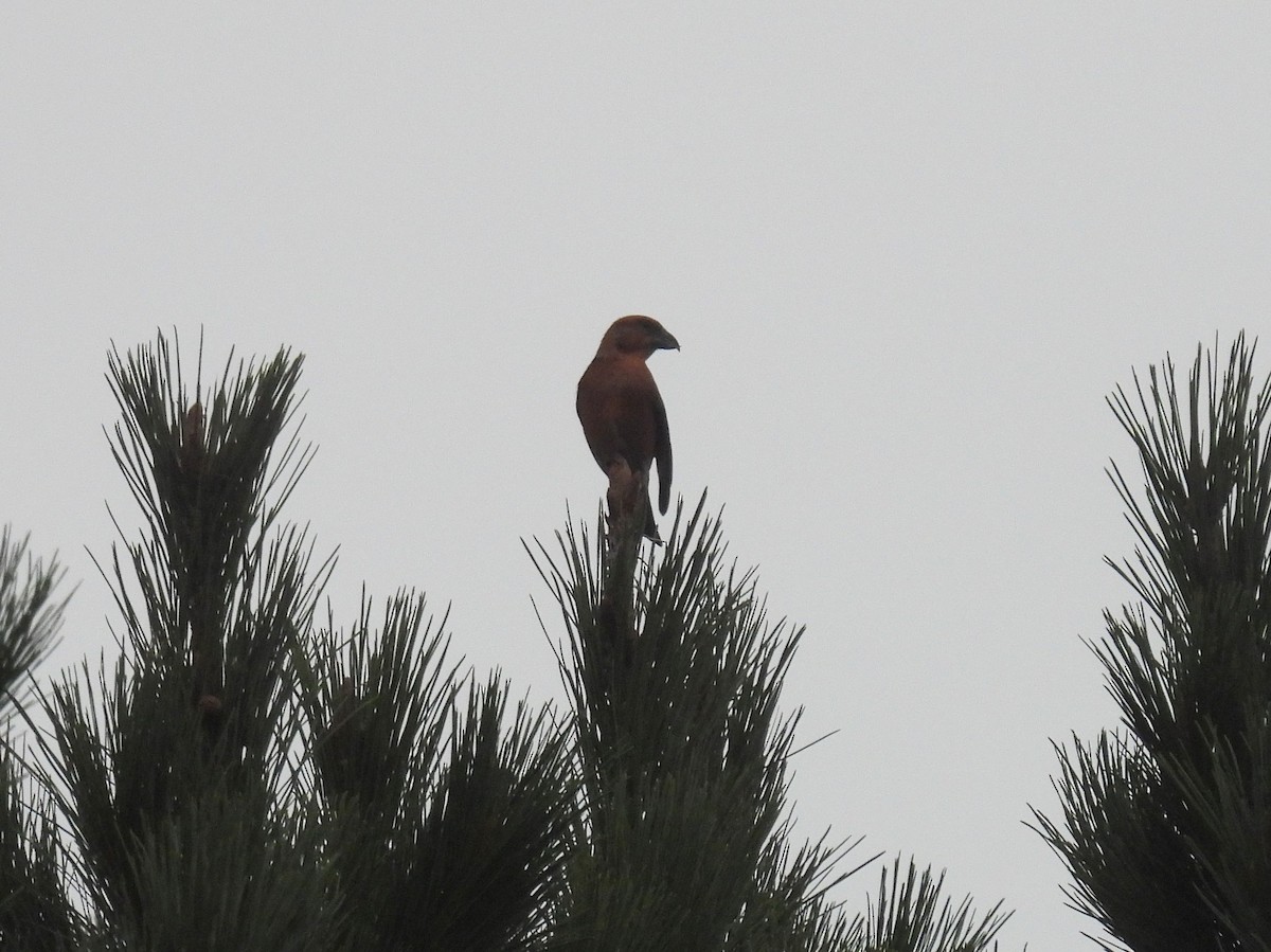 Red Crossbill - ML643078440