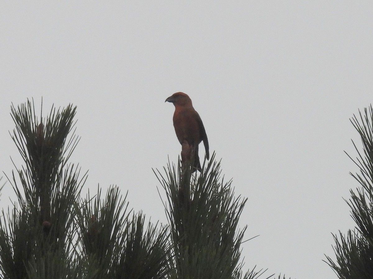 Red Crossbill - ML643078441