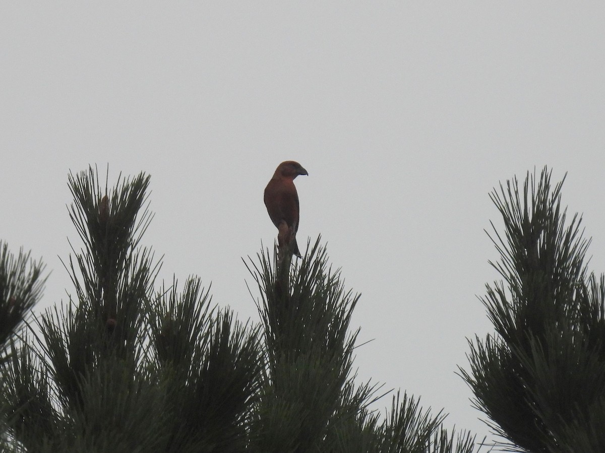 Red Crossbill - ML643078442