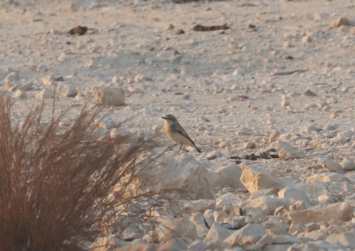 Pied Wheatear (vittata) - ML643078448