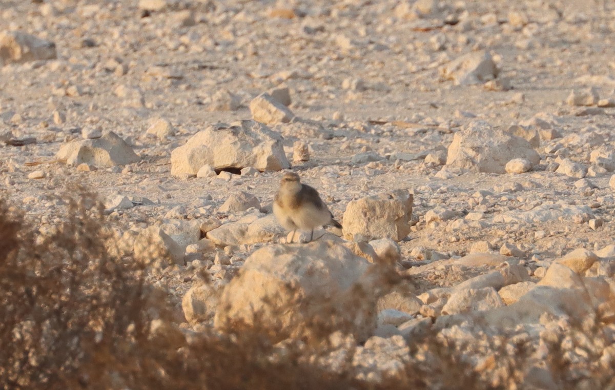 Pied Wheatear (vittata) - ML643078449