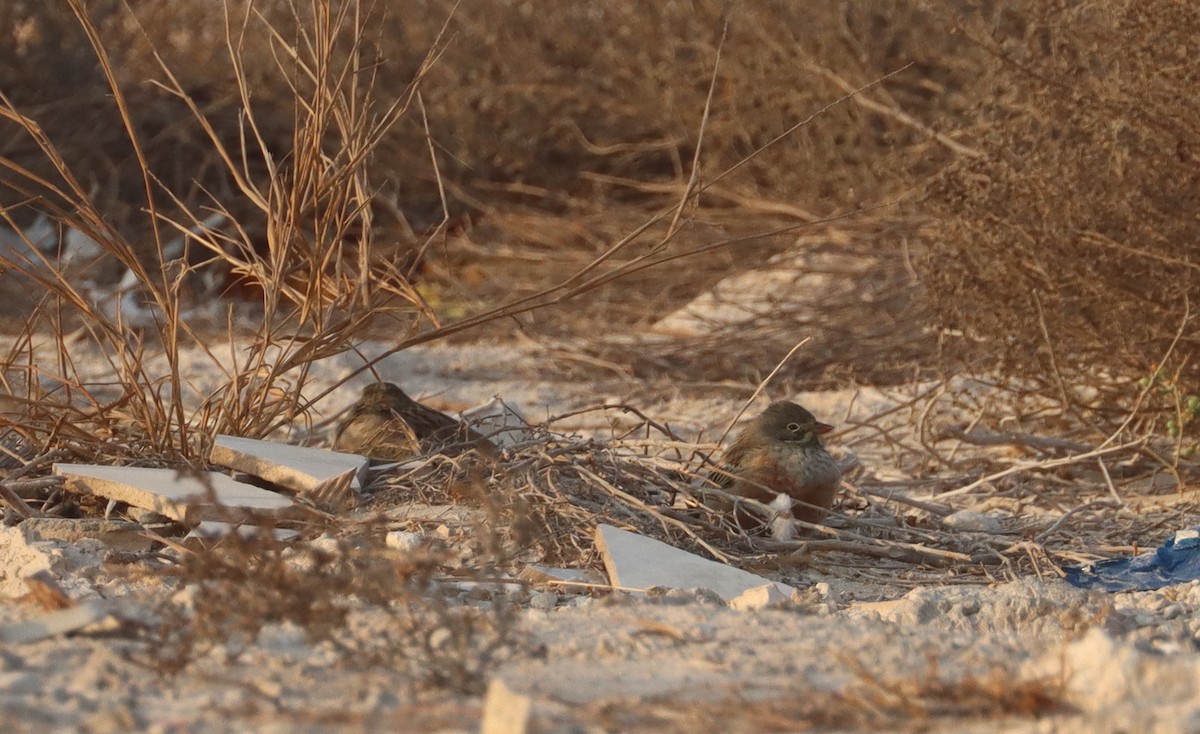 Ortolan Bunting - ML643078455