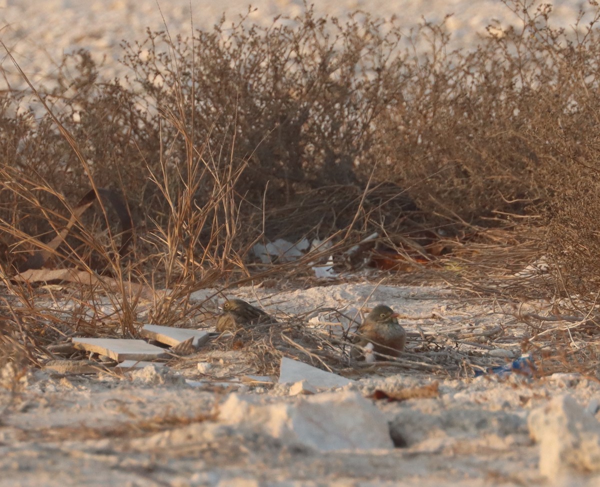 Ortolan Bunting - ML643078456