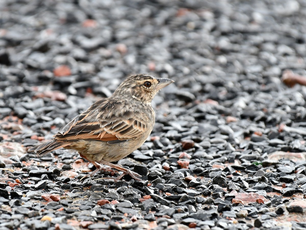 Bengal Bushlark - ML643078464