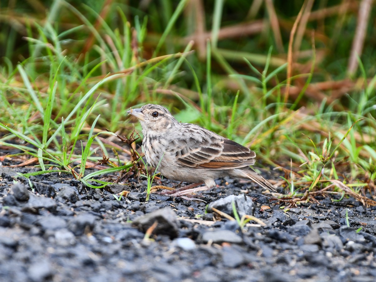 Bengal Bushlark - ML643078465