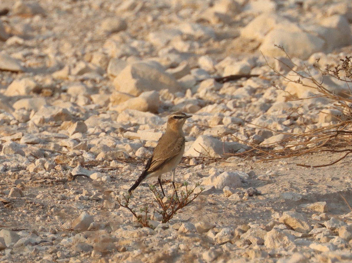 Isabelline Wheatear - ML643078466