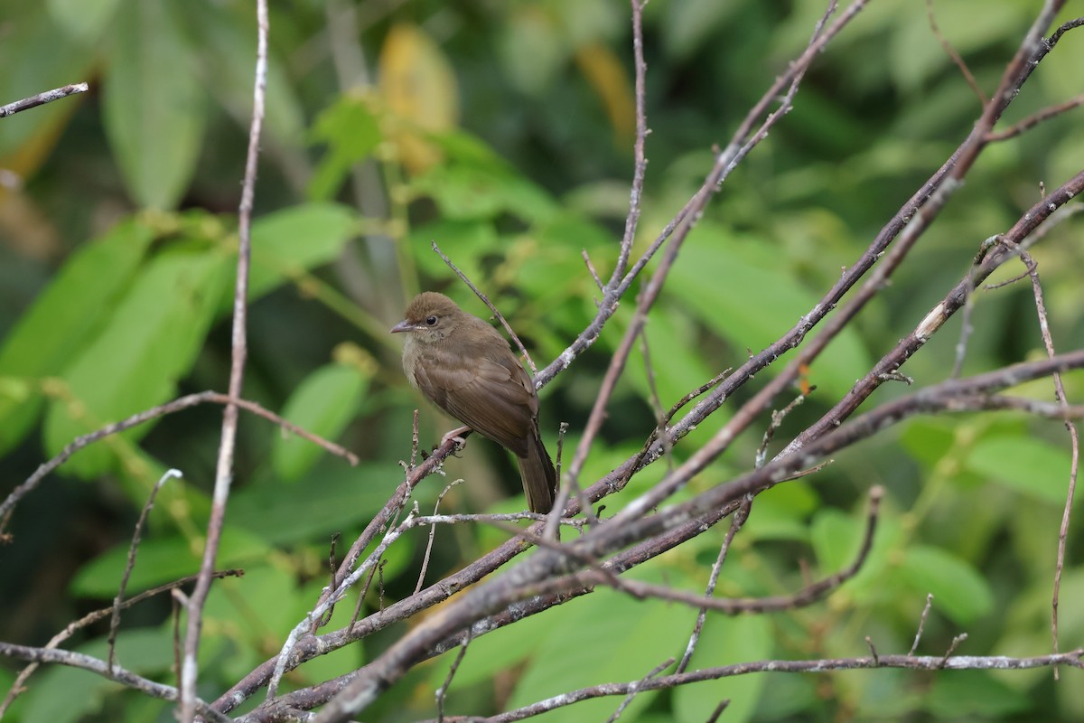 Bulbul Ojirrojo - ML643078467