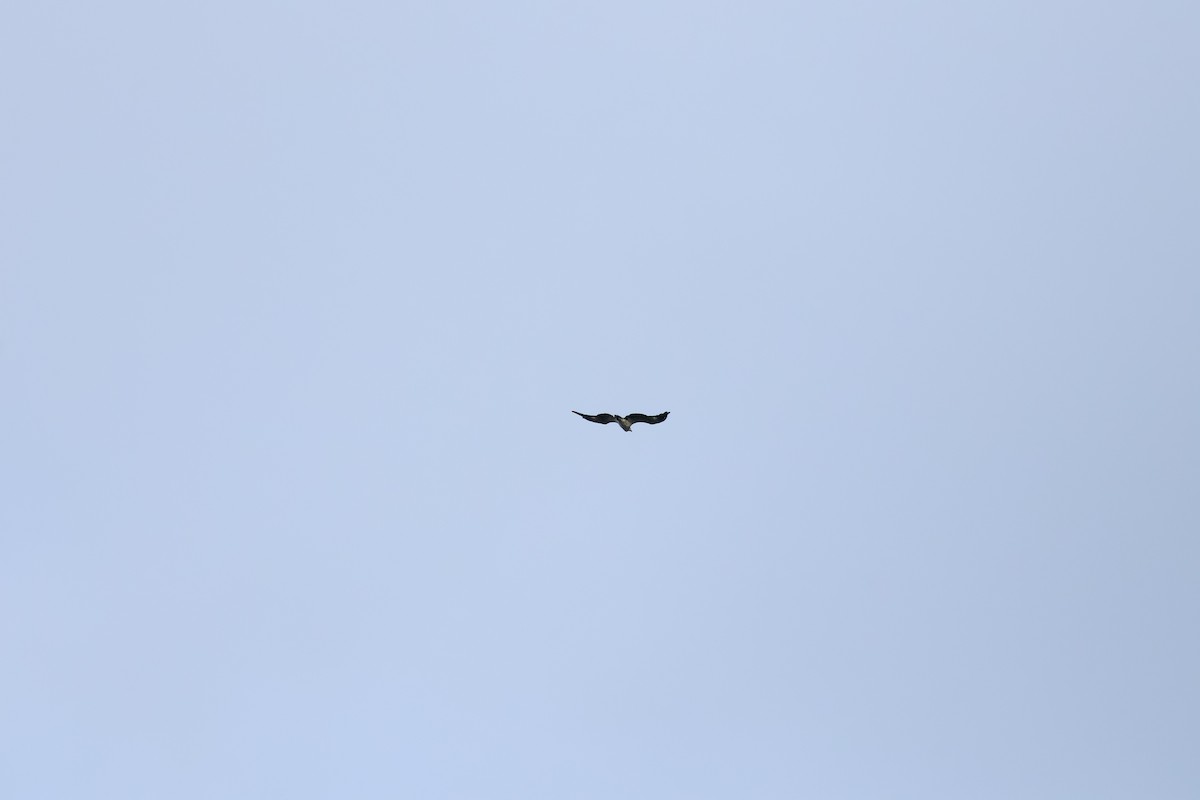 White-bellied Sea-Eagle - ML643078469
