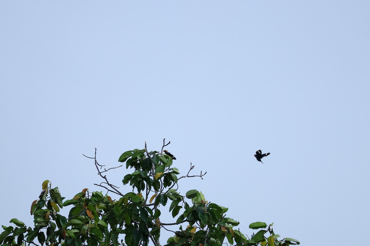 Common Hill Myna (Common) - ML643078488