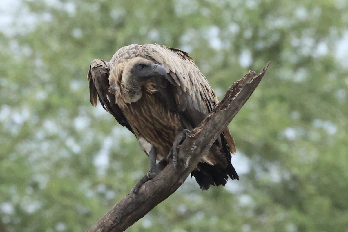 White-backed Vulture - ML643078499