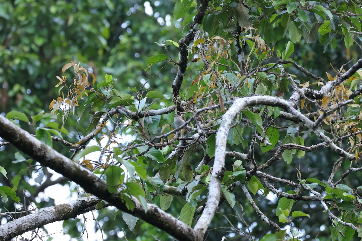Brown-streaked Flycatcher - ML643078500