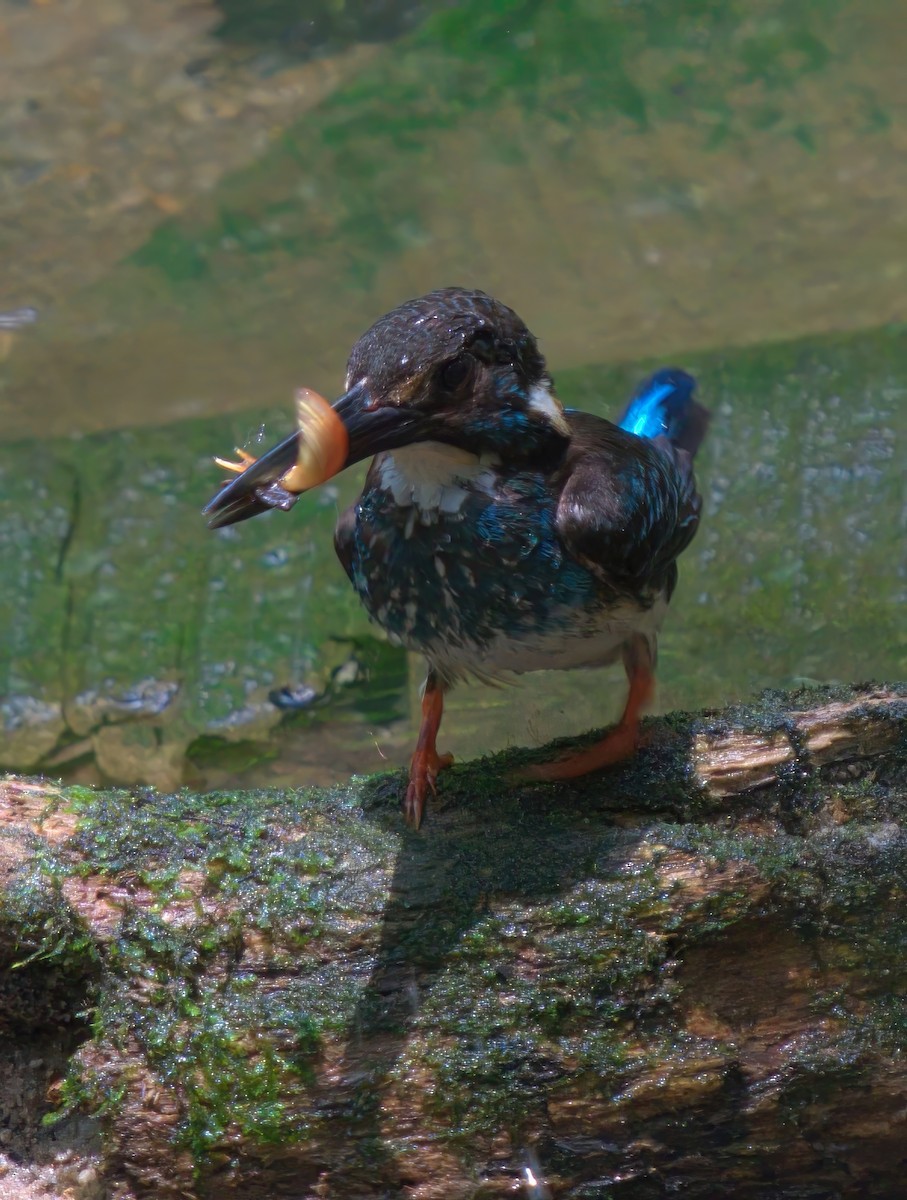 Malaysian Blue-banded Kingfisher - ML643078501