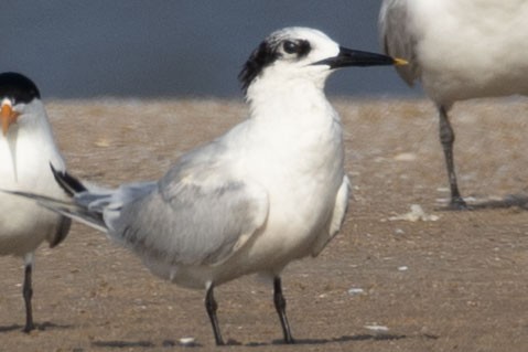 Sandwich Tern - ML643078515