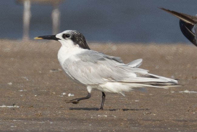 Sandwich Tern - ML643078516