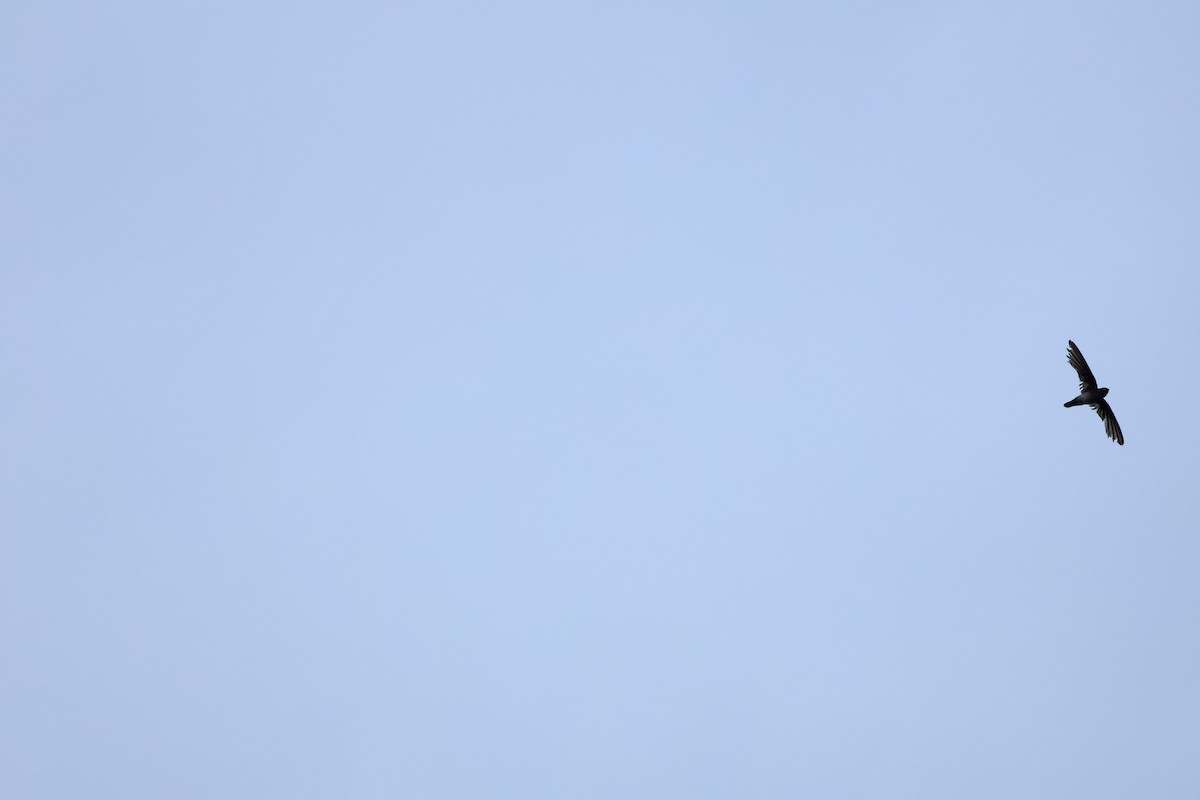 Plume-toed Swiftlet - ML643078524