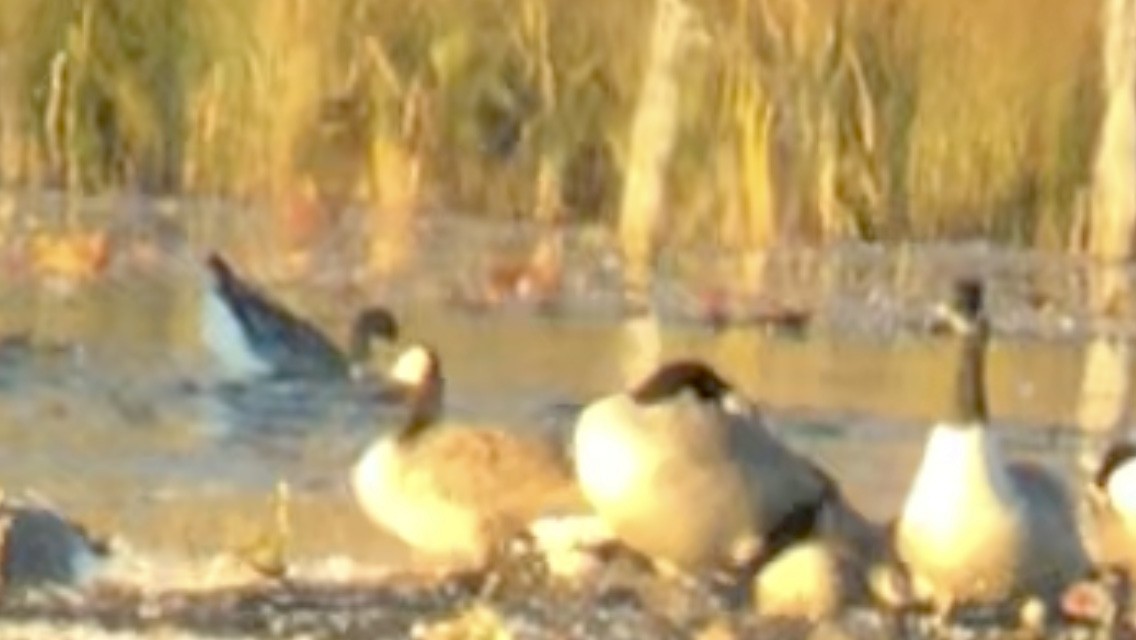 Pink-footed Goose - ML643078532