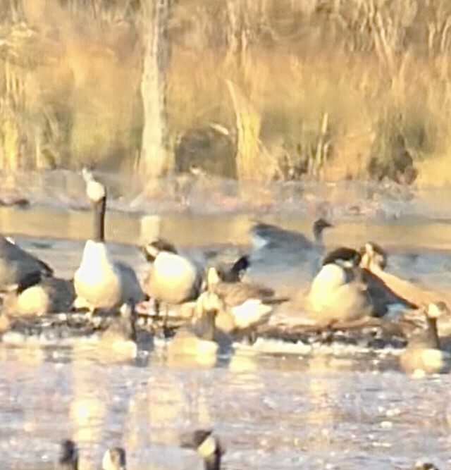 Pink-footed Goose - ML643078533