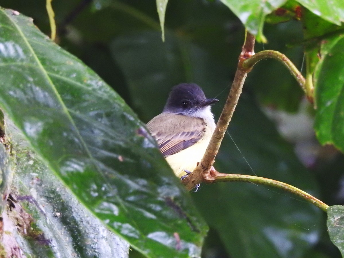 Dusky-capped Flycatcher - ML643078547