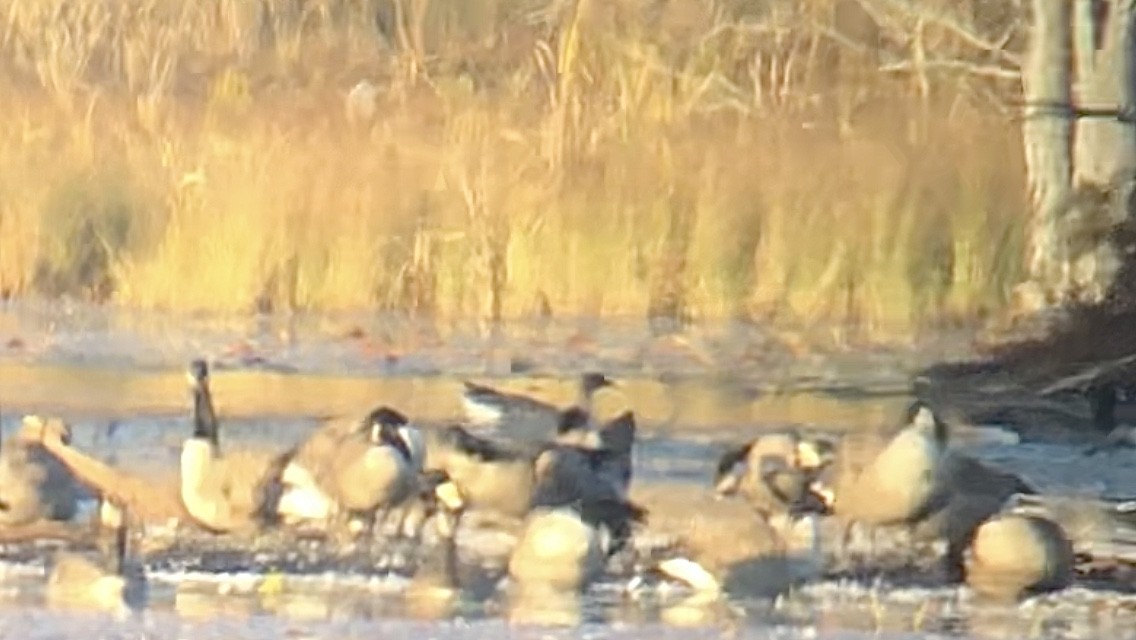 Pink-footed Goose - ML643078551