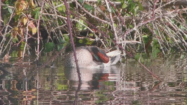 Green-winged Teal (Eurasian) - ML643078554