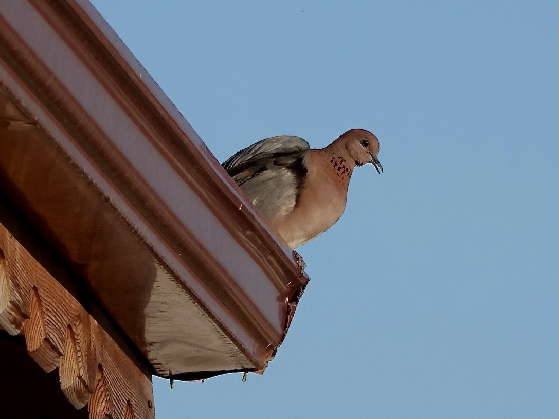 Laughing Dove - ML643078555