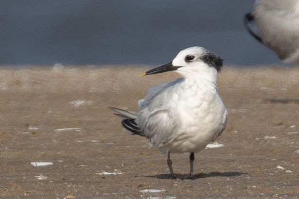 Sandwich Tern - ML643078559