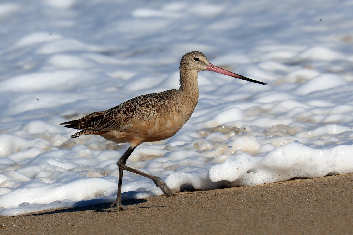 Marbled Godwit - ML643078571