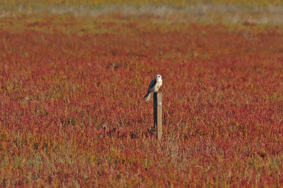 White-tailed Kite - ML643078594
