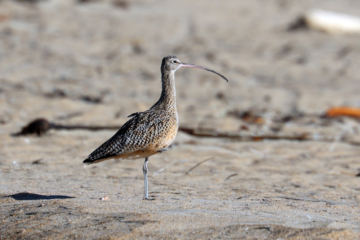 Long-billed Curlew - ML643078595