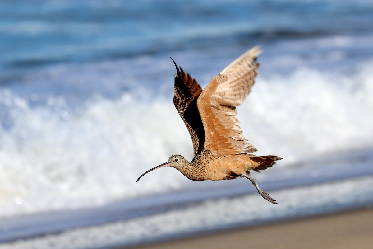 Long-billed Curlew - ML643078596