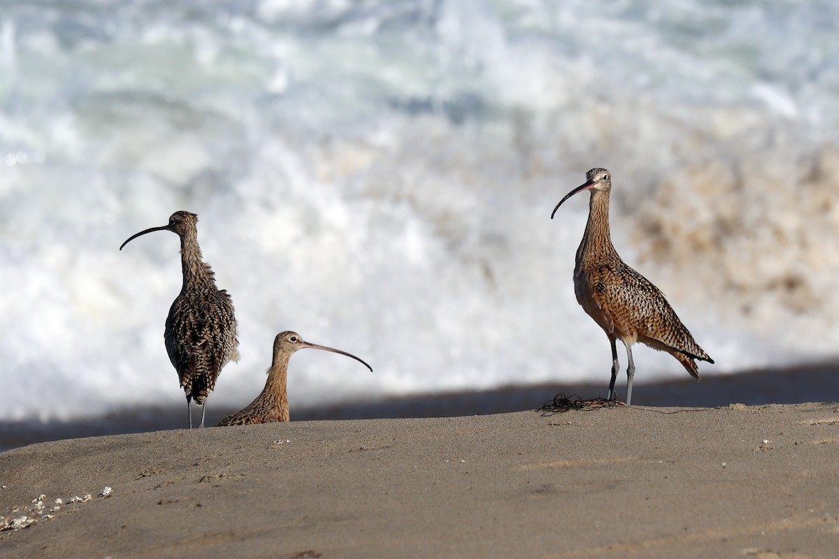 Long-billed Curlew - ML643078597