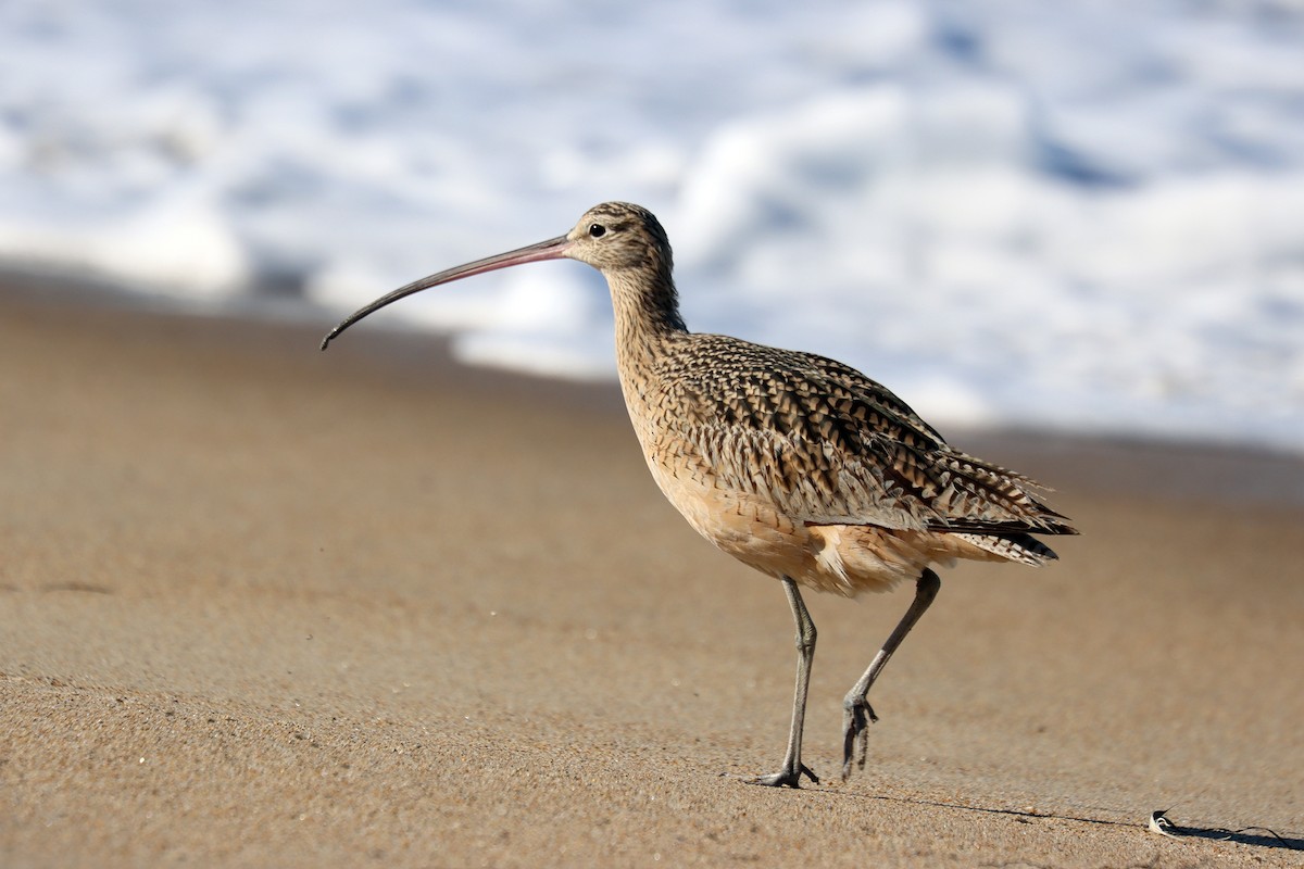 Long-billed Curlew - ML643078598