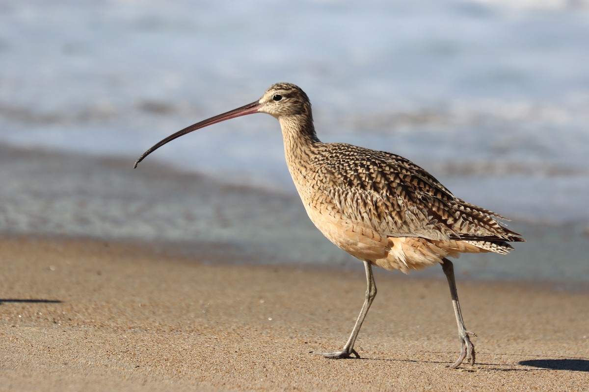Long-billed Curlew - ML643078599