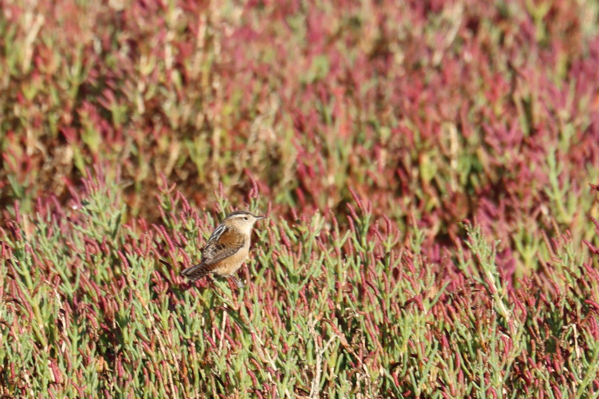Marsh Wren - ML643078615