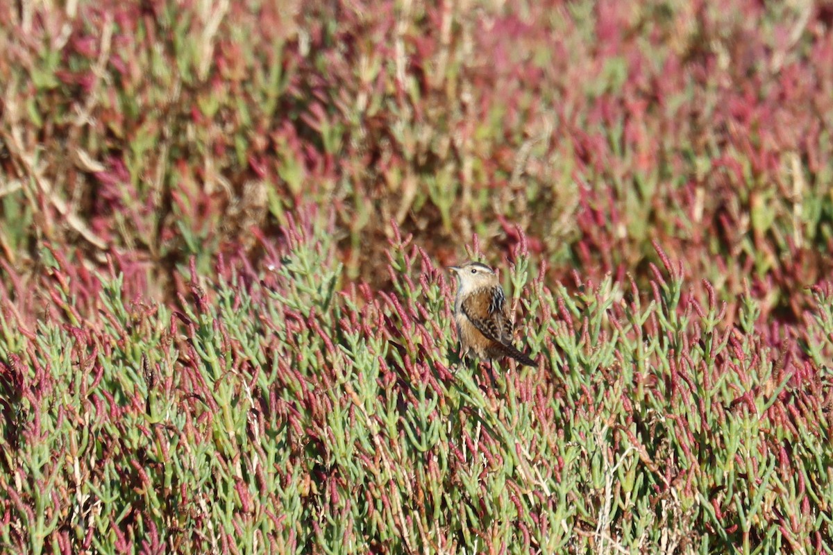 Marsh Wren - ML643078616