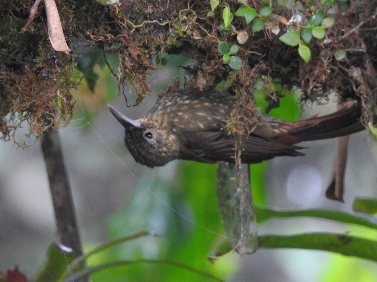 Spotted Woodcreeper - ML643078621